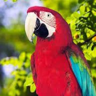 parrot/παπαγάλος